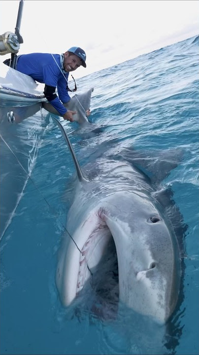 MASSIVE 1000lb Tiger Shark
