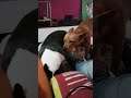Las nenas