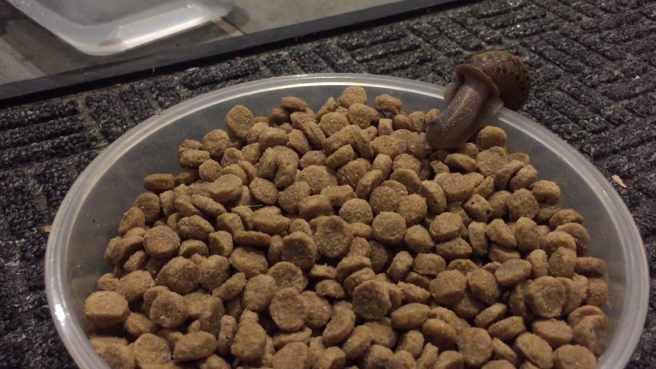 snails-are-eating-my-dogs-food-shorts-youtube