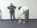 Training Small Dogs to Heel with Michael Ellis Training Small Dogs to Heel with Michael Ellis