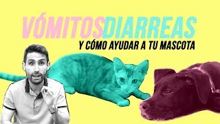 Corta los vómitos y diarreas en tu mascota  | ¿Qué hacer cuando la comida les ha sentado mal?