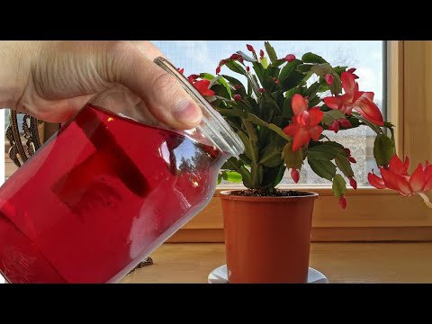 Мой Декабрист Никак