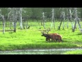 Summer in Alaska (short version),Shainsky tour