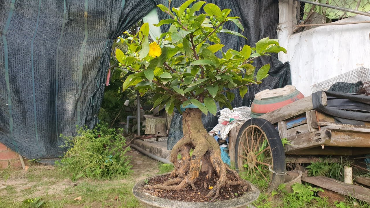 08/03/26.GIẢO ÔNG THẦY. BẠCH MAI TÂN TÂN. NHƯ Ý.CAM THIÊN LỘC. GIẢO LÁ RÍ.NHỊ NGỌC TOÀN.CÚC LÁ RÍ