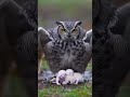 The Owl Who Stood Guard Over Two Freezing Nights Saving Lives #wildlife #nature #owl