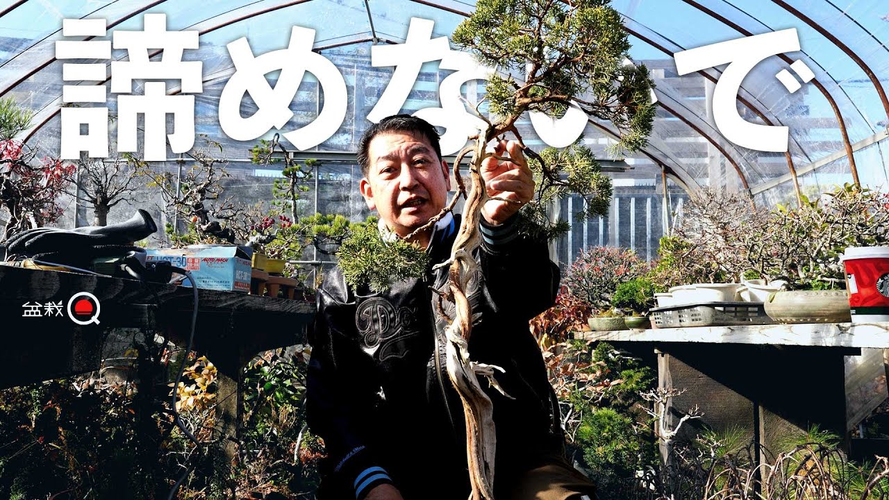 蘇鉄盆栽 自然彫刻 奇形 子だくさん 蘇鉄盆栽 自然彫刻 奇形