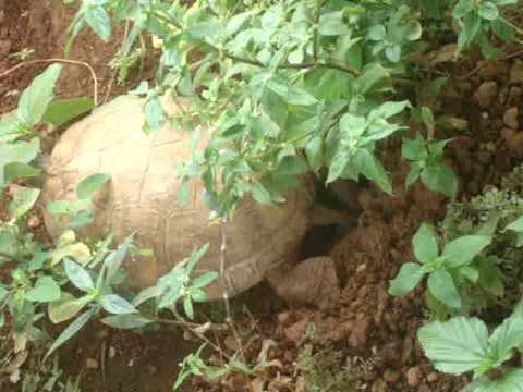 red ear slider turtle laying egg
