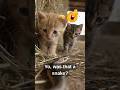 #cat #attitude