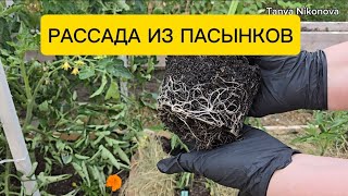 Рассада из пасынков за 3 недели.