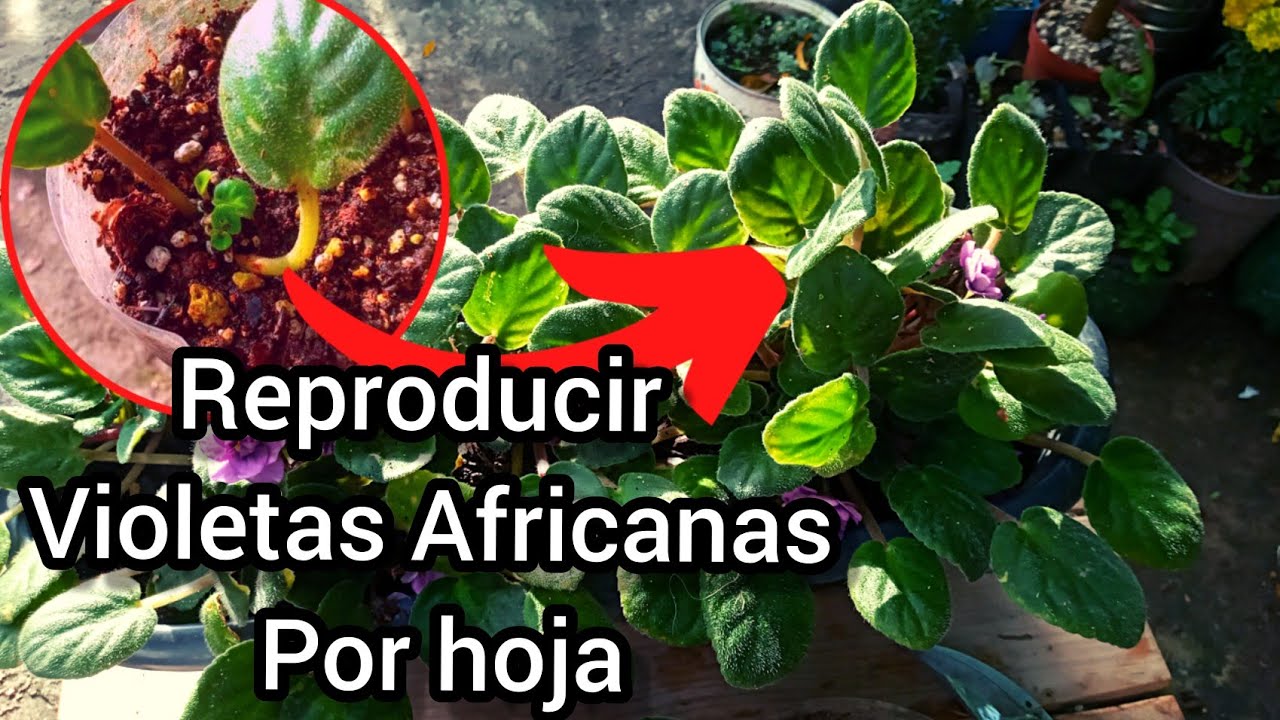 CÓMO REPRODUCIR VIOLETAS AFRICANAS  POR MEDIO DE HOJAS #plantas #violetas