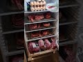 EPIC Carnivore Fridge Restock!