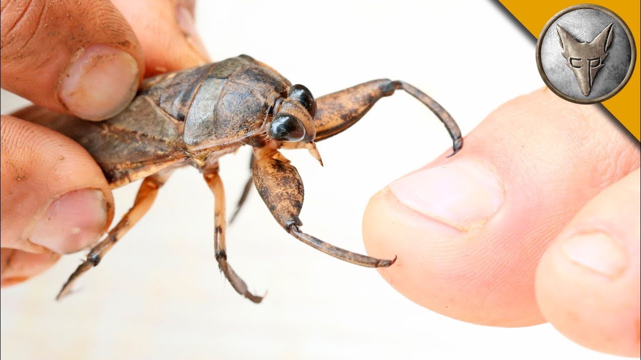 California mom bitten by 'kissing bug' warns others about danger of 'silent killer' parasitic disease