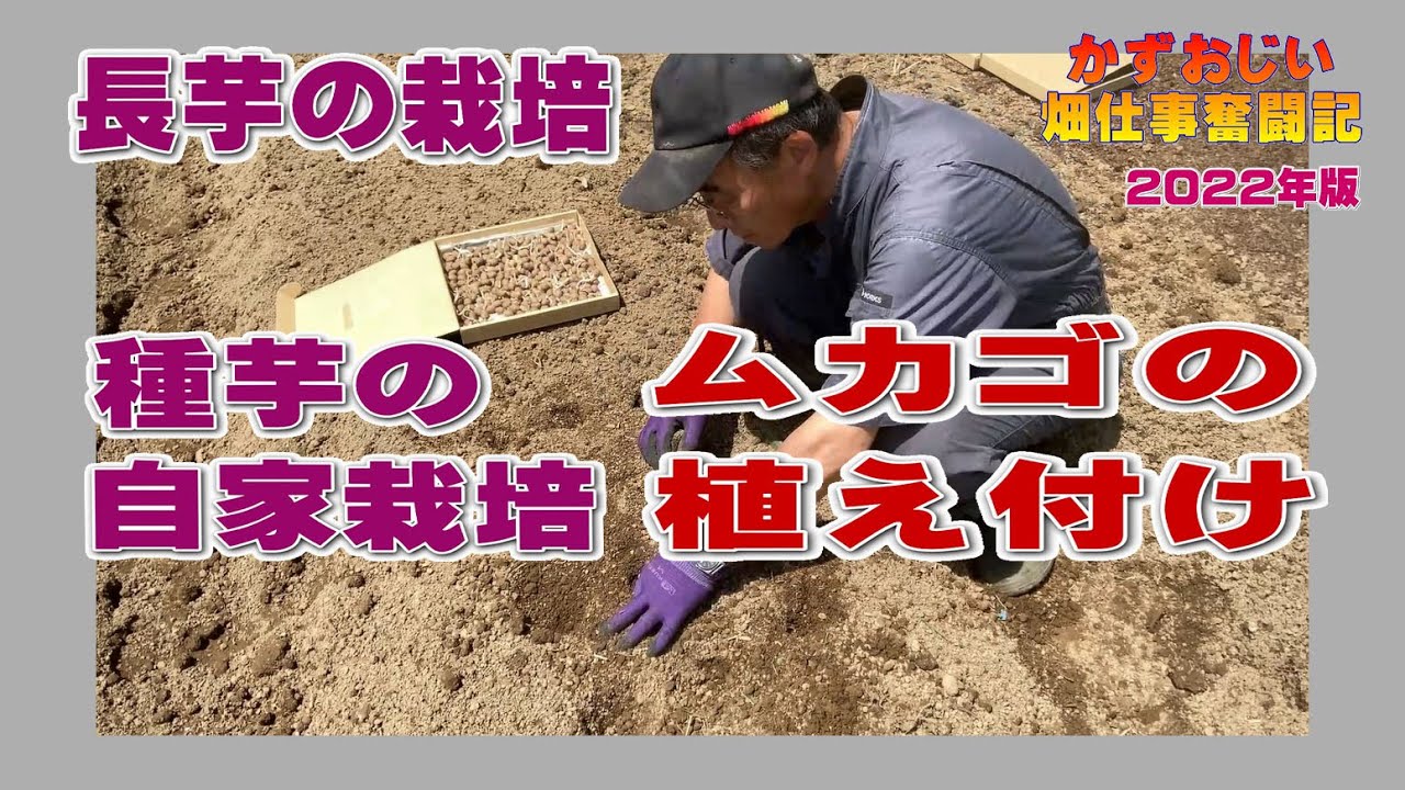 長芋の種芋の自家栽培～ムカゴの植え付け作業～畝作りから植え付けまで：2022年版（長芋栽培）農作業に挑戦中！私の野菜栽培記録