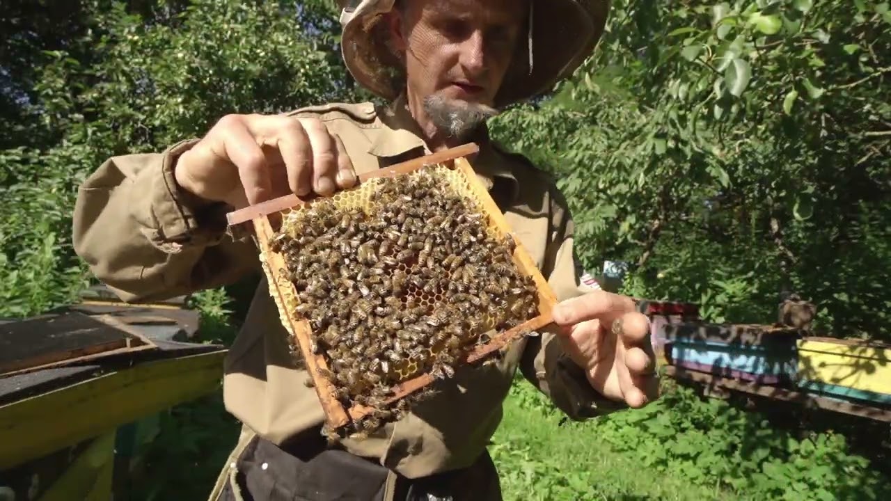 Uliki weselne - uczą pszczelarstwa!