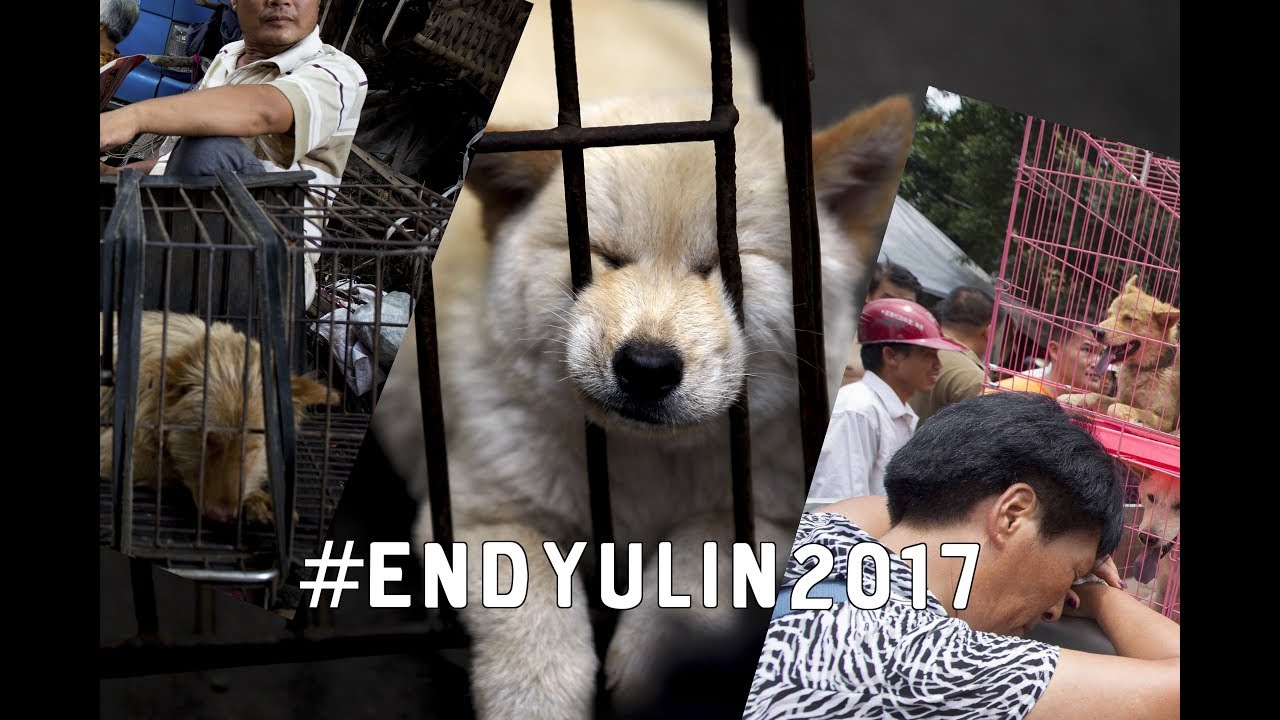 Sokak Hayvanlarini Yiyen Cinliler Yulin Kopek Yeme Festivali Endyulin2017 Youtube