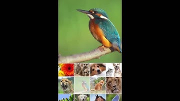 Prisma Tutorial (Art Photo Editor App)  // how to install and use the app (ios)