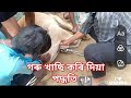 গৰু খাছি কৰি দিয়া পদ্ধতি