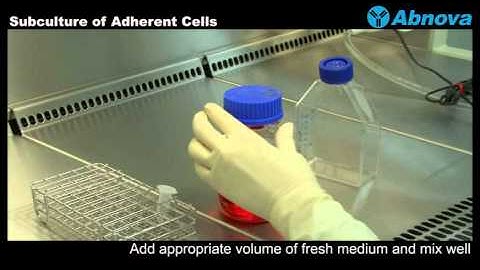 Subculture of Adherent Cells