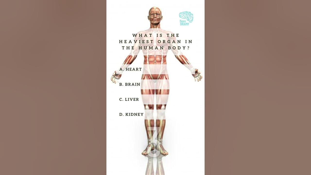 question-of-the-day-heaviest-organ-in-human-body-shorts-facts