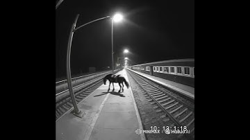 vidéo chevalStrange Moments Caught on Surveillance Cameras