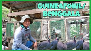 BAGONG ALAGA!BENGGALA OR GUINEAFOWL/TULOY ANG PAGDAMI NG ATING MGA ALAGA