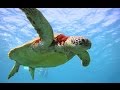 Черепахи в Средиземном море. ( Кипр, Пафос)