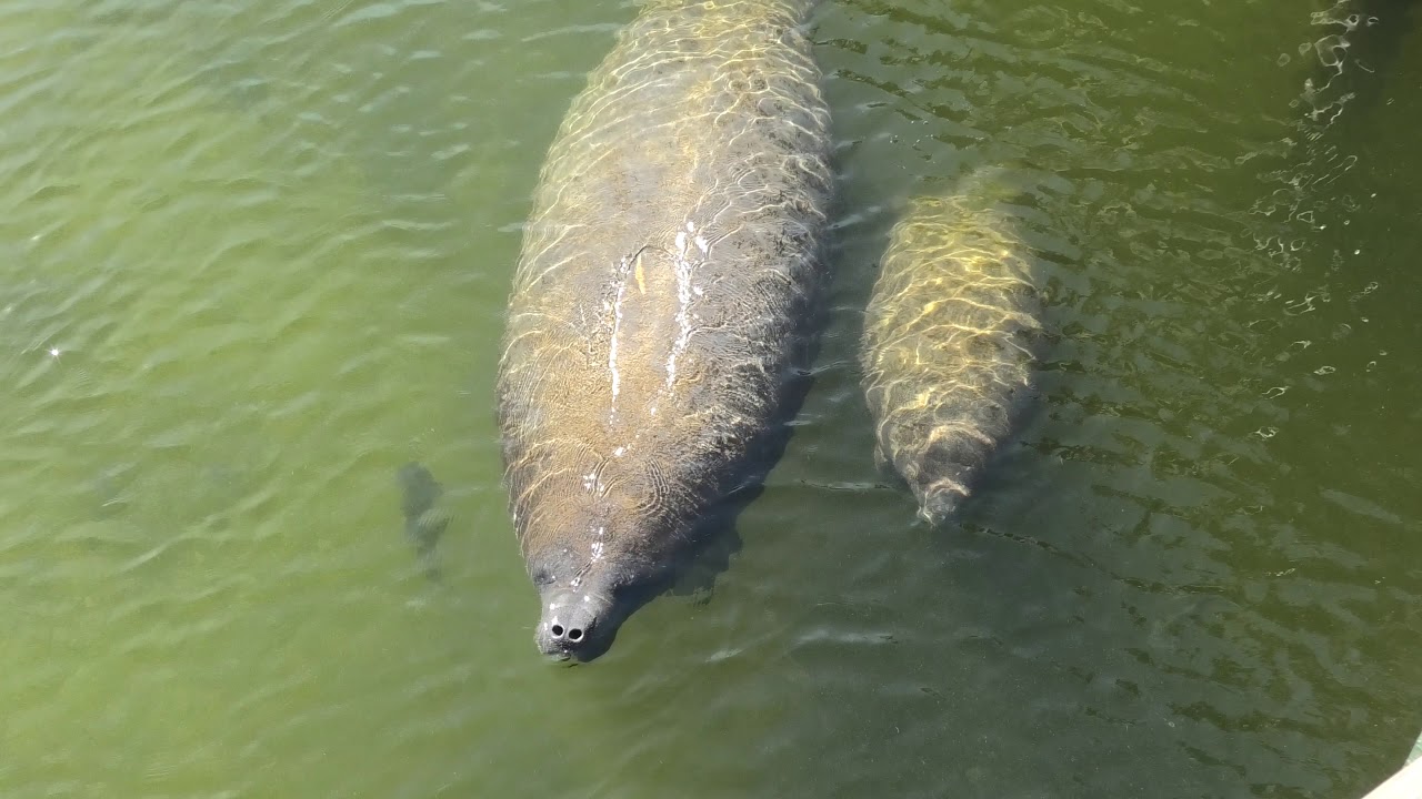 Sea Cows! Wild West Indian Manatees!