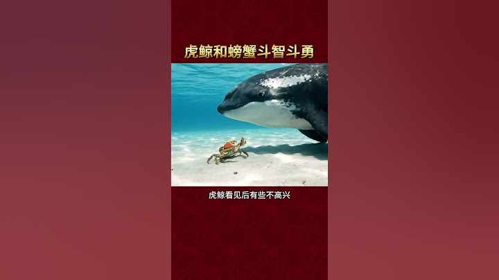 虎鲸和螃蟹斗智斗勇
