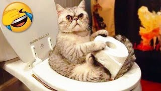 Cute and Funny Cat Videos to Keep You Smiling! 🐱 Part 3