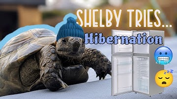 I put MY TORTOISE IN A FRIDGE!!   Shelby Tries....Hibernation