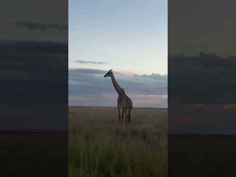 Ilora Retreats short film — Wildlife, Masai Mara
