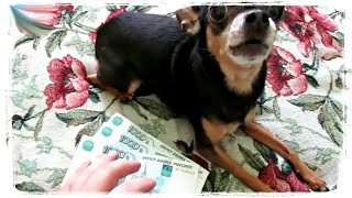 Животные Любят Деньги, Приколы С Животными Подборка | Funny Animals Compilation #629