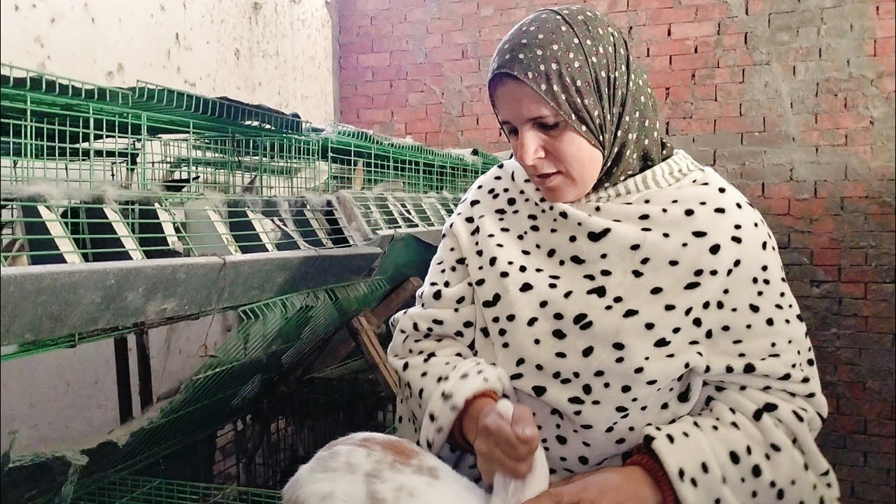 روتين صباحى عند الارانب وهنشوف الرزق الجديد وكلمتين مهمين علشان يكون أرانبك زى أرانب أم رحاب❗