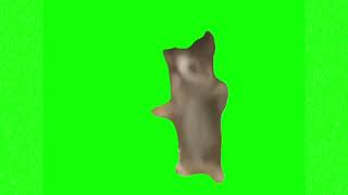 Cat dancing happy meme green screen