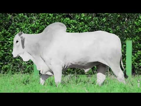 LOTE 65 - REMC A6370, Touro Nelore à venda no 23º MEGA LEILÃO GENÉTICA ADITIVIA 2026