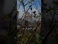 ماعلموك الجفا سلال بطرق وصوت روعه