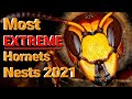 Most EXTREME Hornets Nests