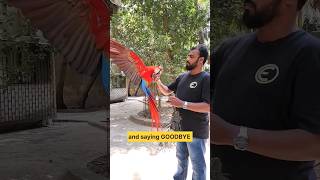 Painful Goodbyes | Hand Rearing to Training Exotic Birds | Macaws, Cockatoos, Amazons