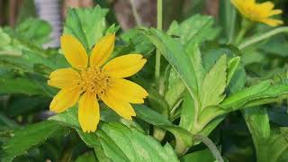 Sunflower closeup shot - 4k video | No copyright - free to use