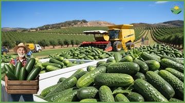 How Farmers Harvest and Process Millions of Cucumbers to Make Pickles – Massive Farming Documentary
