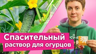 ОГУРЦЫ БЕЗ ЭТОГО НЕ ЗАВЯЗЫВАЮТСЯ, ЖЕЛТЕЮТ И ОПАДАЮТ! Спасительный раствор для хорошей завязи