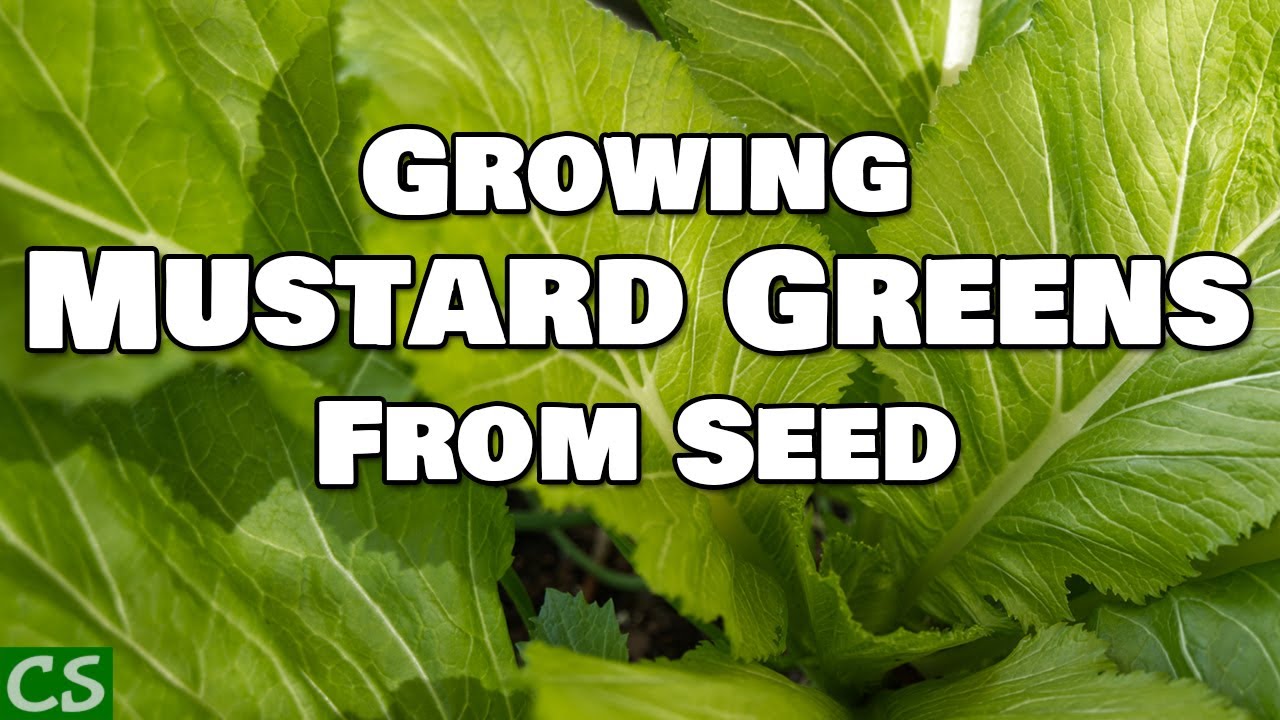 How to Grow Mustard Greens From Seed 