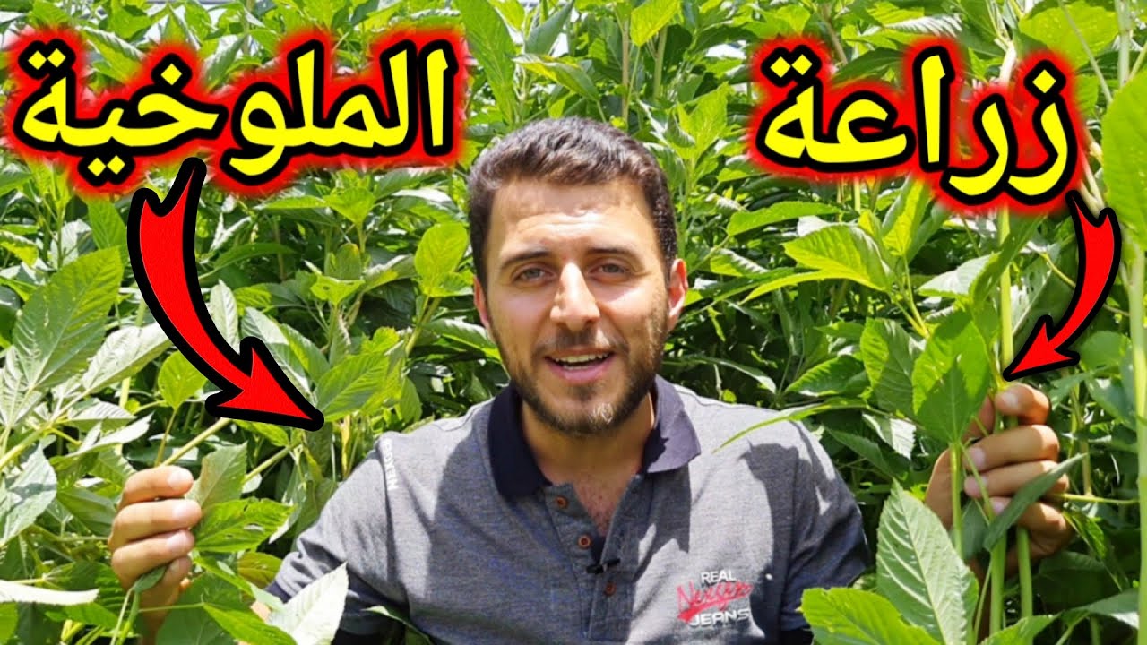 أنصحك بزراعة الملوخية في منزلك فلن تصدق فوائدها!