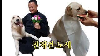 놀라운 천재견 노세.신기할따름 (I told you to bring it, but you brought it all. a genius dog)