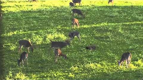 Food Plot Library: Perennials