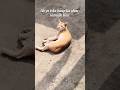 Ab kya karu 🥲| #funny #billu #cat #catlovers #viral #shorts #explore #trending #foryou