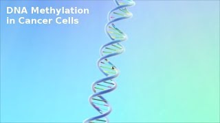 DNA Methylation in Cancer Cells