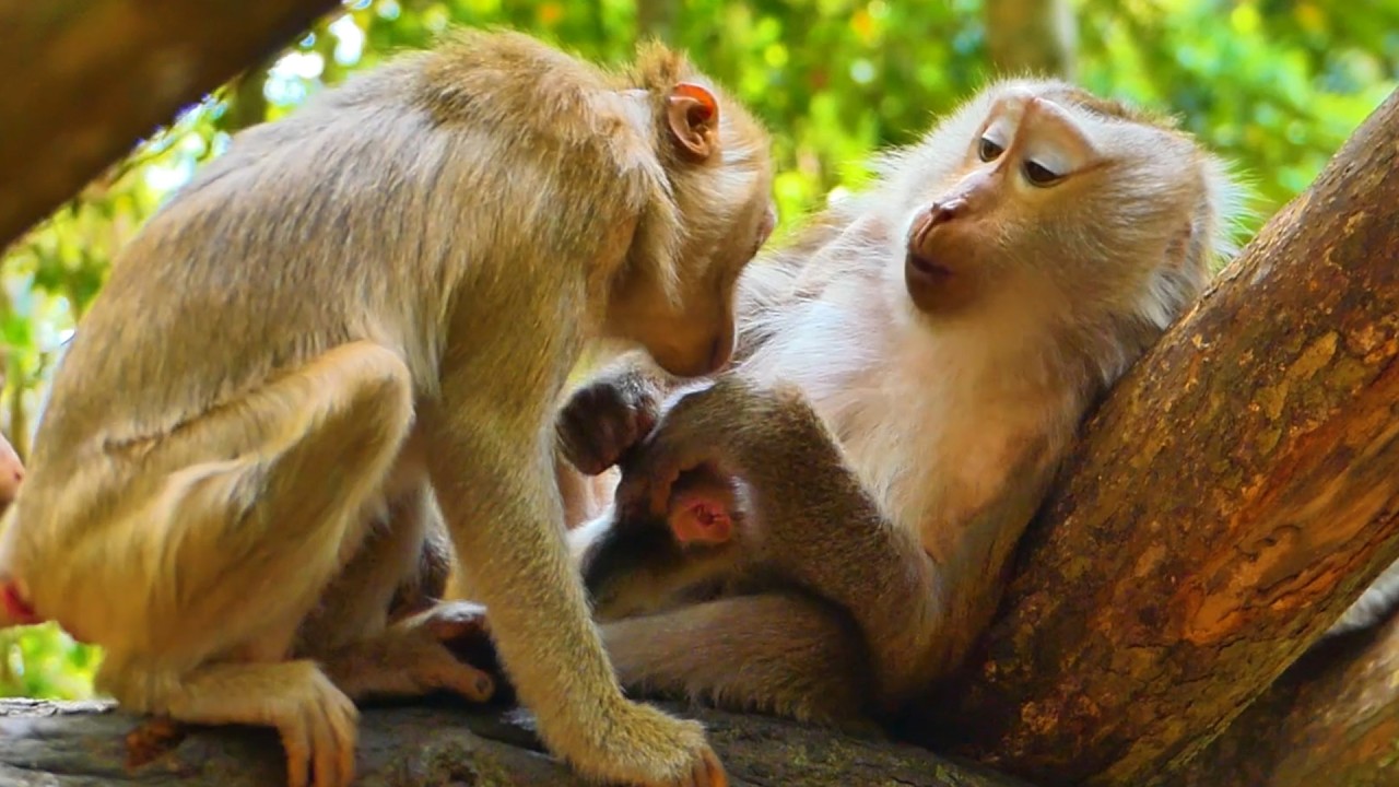 Surprise Visit! Katrina Comes to Kiss Baby Monkey Levy – Mom Libby Is Shocked & Lip smacking 🩷🐒