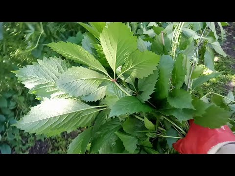 Как Уничтожить Дикий Виноград