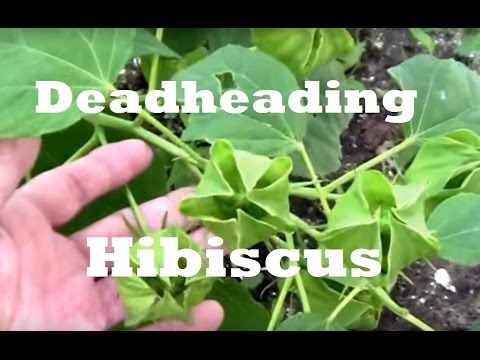 वीडियो: हिबिस्कस फूलों की देखभाल - क्या आपके पास डेडहेड हिबिस्कस के पौधे हैं